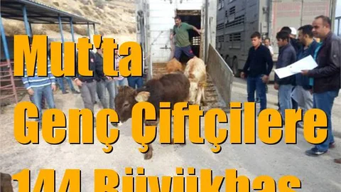 Mersin Mut'ta Genç Çiftçilere 144 Büyükbaş