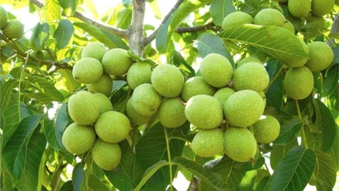 Mersin'de 2017'de 1,5 Milyondan Fazla Gelir Getirici Tür Toprakla Buluştu