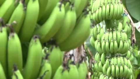 Serakent' Anamur, Anamur'da Evden Çok Muz Serası Var