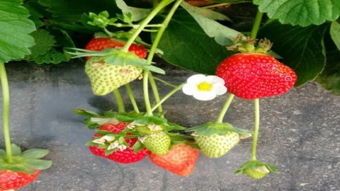 Silifke’de Yılın İlk Çileği