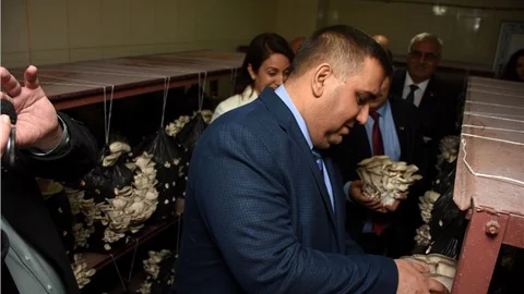 Tarsus'ta İstiridye Mantarı Yetiştiriciliği Kursunda İlk Hasat Alındı