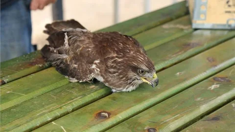 Yaralı Şahine, Toroslar Belediyesi Sahip Çıktı