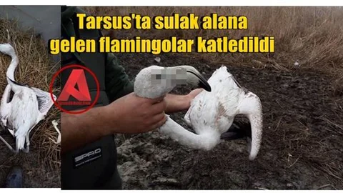 Tarsus'ta Sulak Alana Gelen Flamingolar Katledildi