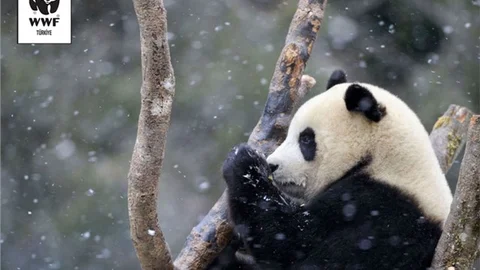 Yeni Yılın En Güzel Hediyesini Siz Verin: Tehlike Altındaki Bir Türü Evlat Edinin