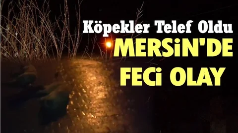 Mersin'de Köpekler Telef Oldu