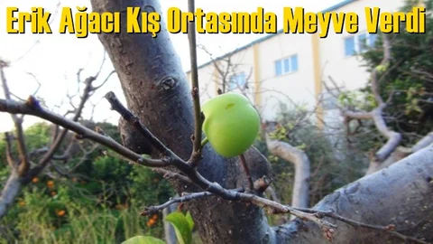 Erik Ağacı Kış Ortasında Meyve Verdi
