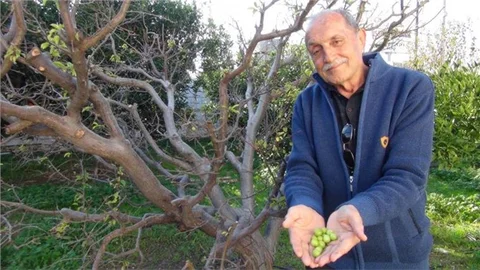 Silifke'de Erik Ağacı Kış Ortasında Meyve Verdi