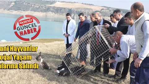 Tarsus’ta Tedavi Edilen Yabani Hayvanlar Doğal Yaşam Alanlarına Salındı