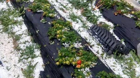 Mersin Silifke'de Dolu Felaketi, Bölgede Etkisini Gösteren Dolu Ciddi Zarar Verdi