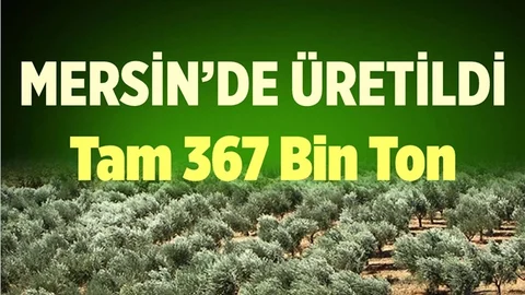 Mersin Mut'taki Zeytin Üretimi Rekoltesiyle Yüzleri Güldürdü