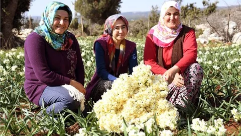 Büyükşehirle Hasatlar Bereket Kokuyor