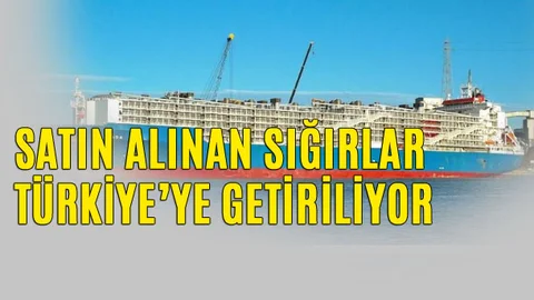 Türkiye'nin Satın Aldığı Sığırlar Brezilya'dan Gemilerle Yola Çıktı