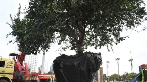 Yabancıları Karşılayacak Turunçgil Bahçesinin İlk Anıt Ağacı 80 Yaşında