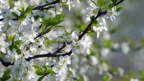 Akdeniz Bölgesinde, Erik Ağaçları Çiçek Açtı