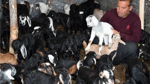 Kıl Keçisi Projesi Meyvelerini Veriyor