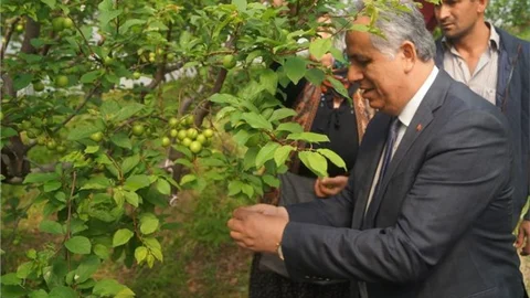 Silifke’de İlk Erik Hasadında Emekçi Kadınlar Unutulmadı