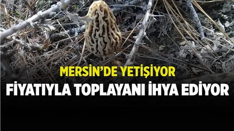 Mersin'de Yetişen Mantar Fiyatıyla İhya Ediyor