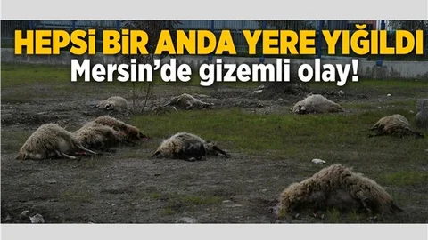 Mersin'de Gizemli Olay