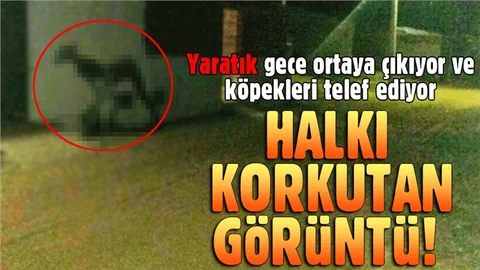 Herkes korku içinde! Sadece Akşam saatlerinde Ortaya Çıkıyor
