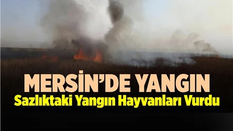 Sazlığı Saran Alevler Onlarca Hayvanı Yaktı