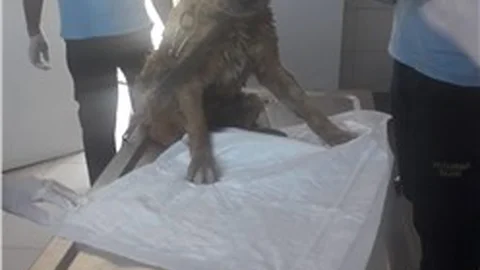 Yağmur Kanalına Düşen Yaralı Köpek Kurtarıldı