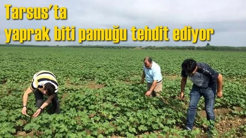 Yaprak Biti Pamuğu Tehdit Ediyor