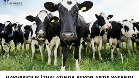 Hayvancılık İthalatında Rekor Artış Yaşandı