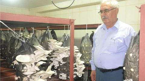 Mantar Yetiştiriciliği Kursunda İstiridye Mantarı Hasadı