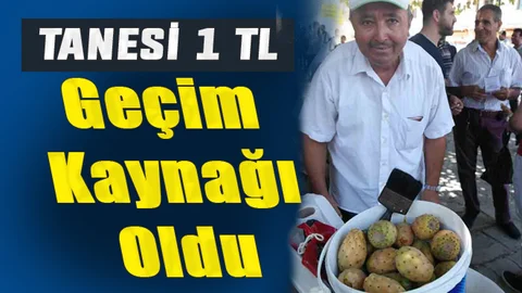 Dikenli İncir Mersin'de Geçim Kaynağı Oldu, Tanesi 1 TL'den Satılıyor