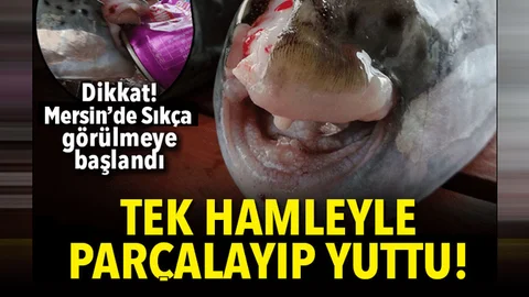 Denizlerimizde ki tehlike Balon balığı