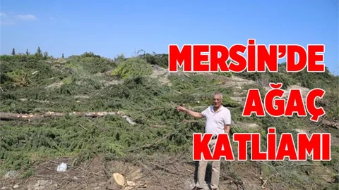 Mersin'de Ağaç Katliamı