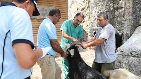 Mersin'de Kayıp Kurbanlık Keçileri Zabıta Bularak Sahibine Teslim Etti