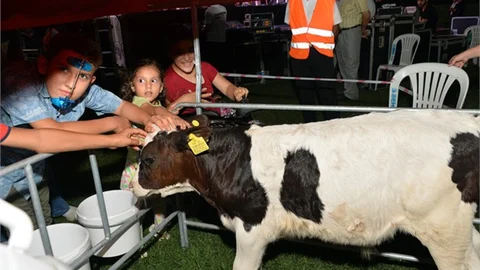 Mersin'de Buzağı Barınağı Dağıtımları Devam Ediyor