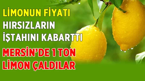 Mersin'de 1 Ton Limon Çalındı