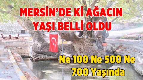 Mersin'deki Çınar Ağacın Yaşı Belli
