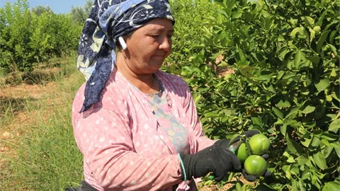 Dalından Toplanıyor Kilosu 1.60 Lira, Erdemli'de Yılın İlk Limon Hasadı Yapıldı