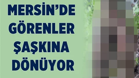 Mersin'de Görenleri Şaşkına Çeviren Ağaç