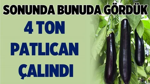 Mersin'de 4 Ton Patlıcan Çalındı