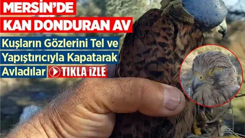 Mersin'de Suriyelilerden Kan Donduran Şahin Avcılığı