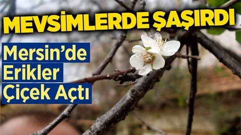 Mersin'de Erik Ağaçları Çiçek Açtı