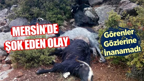 Mersin'de Şok Eden Olay!