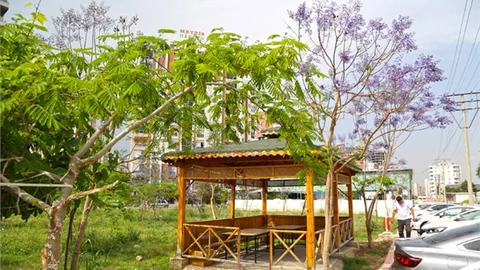 Jakarandalardan Sonbahar Sürprizi