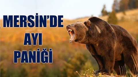 Mersin'de Ayı Paniği