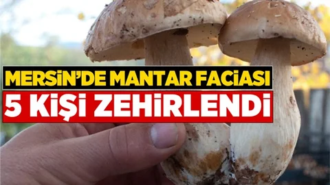 Mersin'de Mantar Faciası