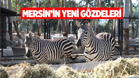 Tarsus Hayvan Parkı’nın Yeni Gözdeleri; Zebralar