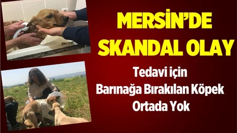 Mersin'de Tedavi için Barınağa Bırakılan Köpek Ortada Yok