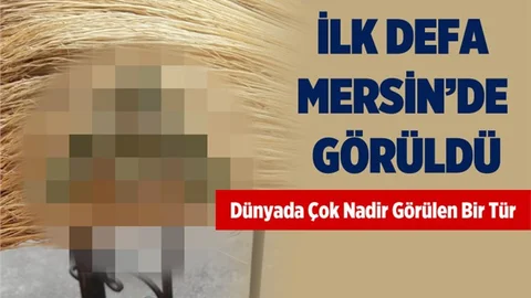 İlk Defa Mersin'de Görüldü