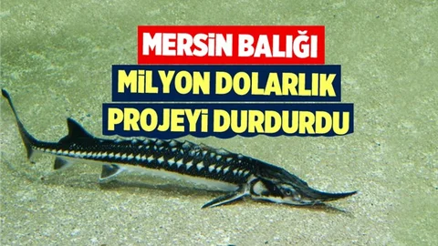 Mersin Balığı Milyon Dolarlık Projeyi Durdurdu
