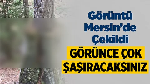 Mersin'de Çekilen Fotoğraf Görenleri Şaşırtıyor