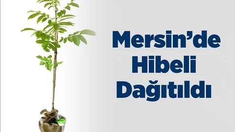 Mersin'de Hibeli Ceviz Dağıtımı Yapıldı